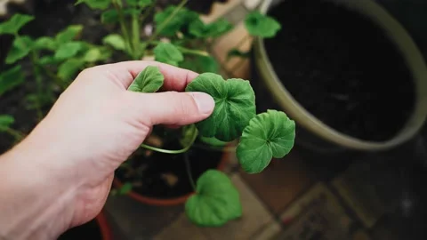 The man gently touches the green leaf of a flower in a pot Stock Footage 231557309
