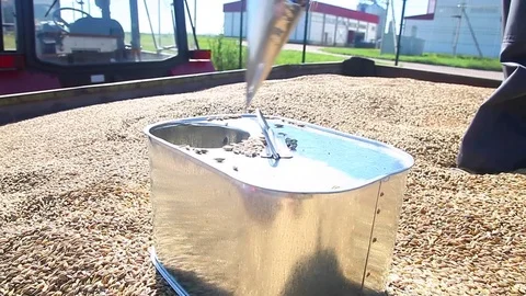 Man get grain sample Stock Footage 81070286