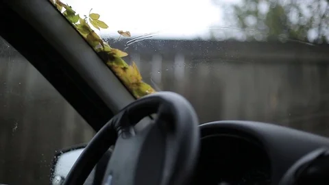 A man gets into the car and clears the windshield from the leaves. Autumn Stock Footage 81138555