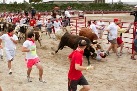 Man gets trampled by two steers while running with bulls Foto stock