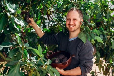 Man getting the crop of avocado Foto stock