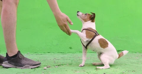 Man gives a command to dog during walk Stock Footage 91898997