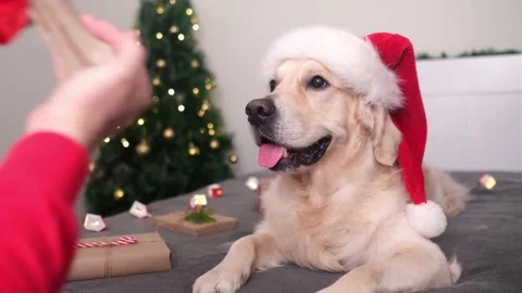 A man gives his dog a bone for Christmas. Stock Footage 164363677