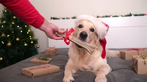 Man gives his dog a bone for Christmas. Stock Footage 164363678