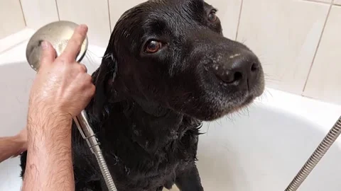 Man gives his labrador a bath at home Stock Footage 255982750