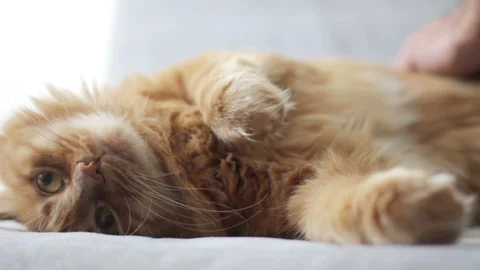 Man Giving Lots Of Affection To His Beautiful Pet Cat Stock Footage 96239366