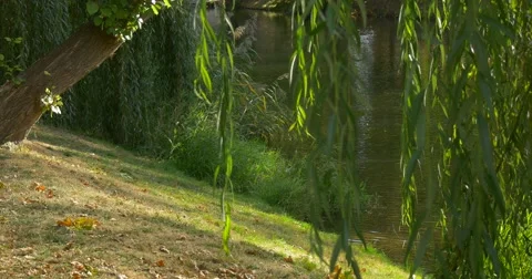 Man in Glasses With Backpack Comes to Slope River Bank Freelance Programmer Stock Footage 55546957