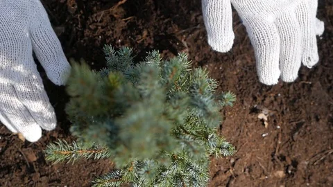 Man in gloves is planting a tree Stock Footage 125924964