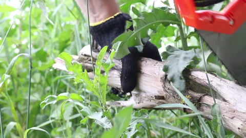 A man in gloves saws a tree with a hacksaw for firewood for grilling. Close-u Stock Footage 134974641
