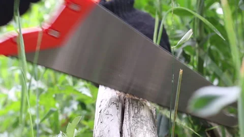 A man in gloves saws a tree with a hacksaw for firewood for grilling. Close-u Stock Footage 134974685