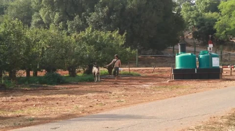 Man with goat at orchard Stock Footage 42030707