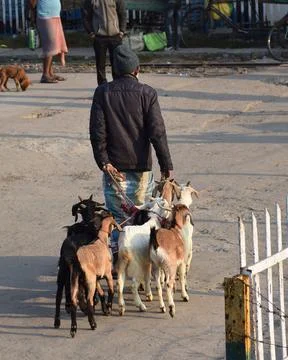Man with goats Foto stock
