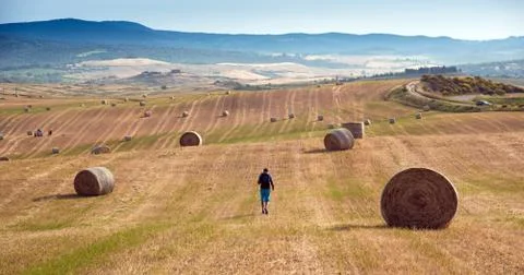 The man goes between the haystack in the field. Tuscany, Italy (crop, welfare Stock Photos