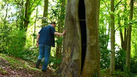 A man goes to an old tree Stock Footage 129924131