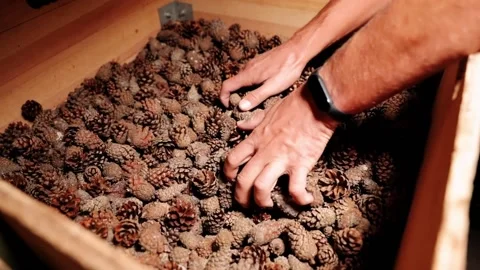 The man goes through the cones in the seed center Stock Footage 177942417