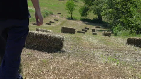 Man goes through a field of Small Square Bales, agricultural work Stock Footage 337792884
