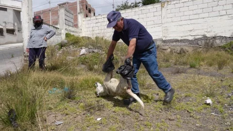 Man grab the carcass of a dead dog and put it in a grave in South America.MOV 스톡 동영상 277631253