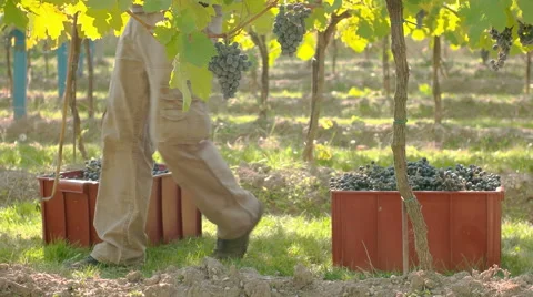 Man grabing boxes with harvested vine, side view Stock Footage 58328759