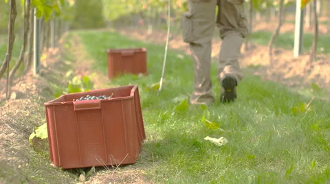 Man grabing boxes with harvested vine, front view Stock Footage 58328948