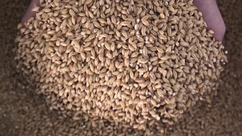 A man grabs grain. A man is pouring grain. Beer production. Farming. 스톡 동영상 73034639