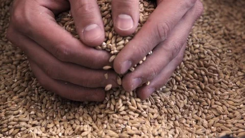 Man grabs grain. Rapid video. Farming. Weat. Vidéo 73117411