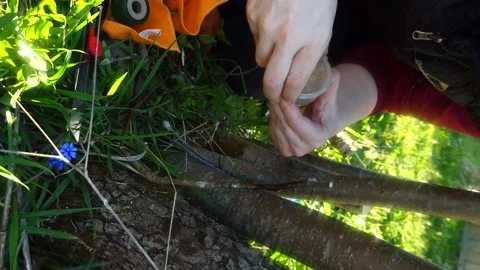 Man grafting tree in garden, pear, apple tree, work of gardener in spring with t Stock Footage 202062165