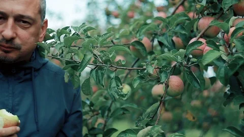 A man greedily eats a red Apple in the Apple orchard Stock Footage 95825837