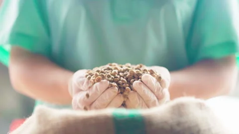 Man green shirt using hands with gloves handful of raw coffee beans from sac Stock-Footage 156244337