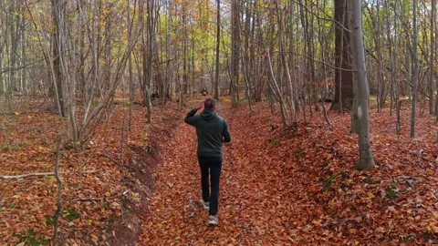 A man in green, traversing a leaf-laden forest trail, with the low-hanging .. Stock-Footage 258445342
