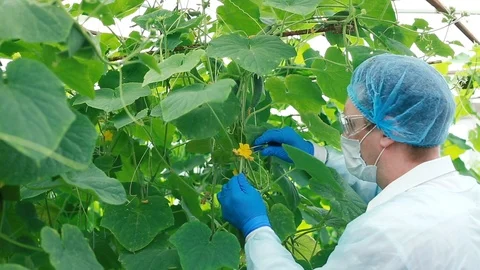 A man in a greenhouse Stock Footage 112934029