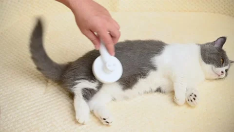 Man grooming a cat gently Stock Footage 203993661