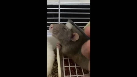 Man Grooms Affectionate Fancy Mouse in Hebei, China Stock Footage 277192862