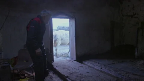 Man guides cow through barn doorway in rural setting during daytime hours Stock Footage 325807775