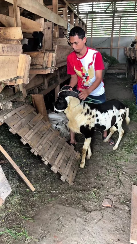 Man guiding and herding a sheep into a wooden pen Stock Footage 330951016