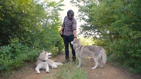 Man with guitar playing with two siberian husky dogs in forest Vidéo 84329220
