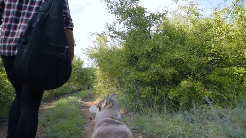 Man with guitar playing with two siberian husky dogs in forest 库存影片 84333875