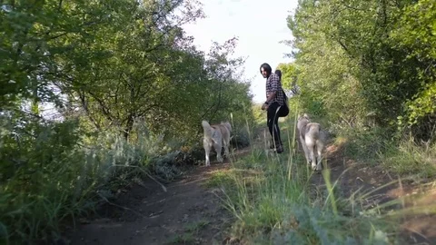 Man with guitar playing with two siberian husky dogs in forest Stock Footage 84374797
