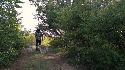 Man with guitar playing with two siberian husky dogs in forest 库存影片 84375105