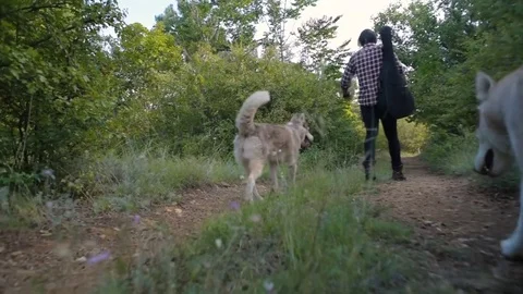 Man with guitar playing with two siberian husky dogs in forest Stock Footage 84375775