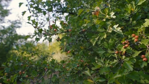 Man with guitar walking in forest Stock Footage 84327261