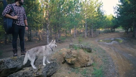 Man with guitar walking with siberian husky dog in forest Stockbeeldmateriaal 84391553