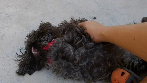 Man hand affectionately strokes his pet puppy poodle in outdoor 스톡 동영상 103326774