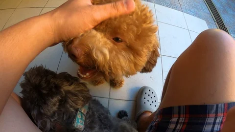 Man hand affectionately strokes his pet puppy poodle in outdoor 스톡 동영상 127729700