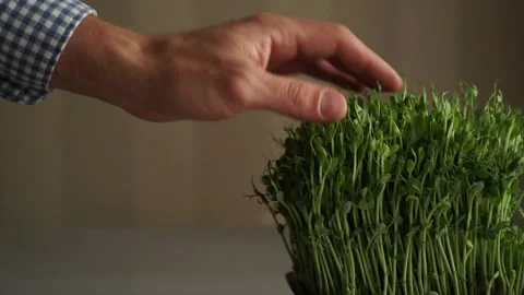 Man hand and micro green. Green peas. Video stock 143254537