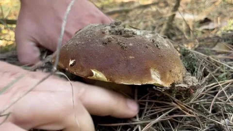 Man hand and mushroom Stock Footage 251540516