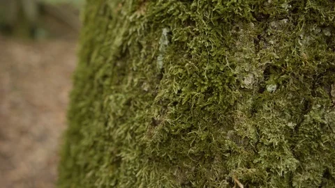 Man Hand Caressing Tree Moss Stock Footage 112626378