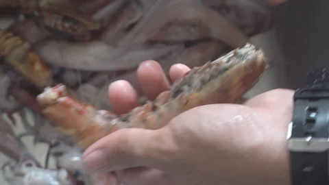 Man Hand Clean Fresh Prawn Stock Footage 106791302
