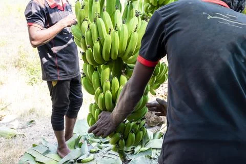Man hand close up preparing to pack bananas in a farm. Workers are working .. Stock Photos