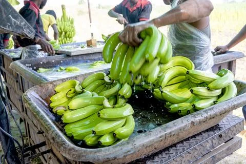 Man hand close up preparing to pack bananas in a farm. Workers are working .. Stock Photos