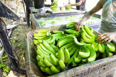 Man hand close up preparing to pack bananas in a farm. Workers are working .. Stock Photos